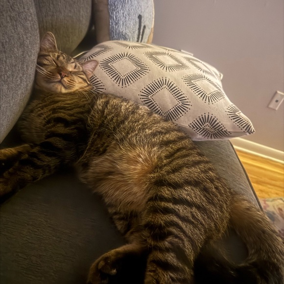 Meet your Posher, Rosemary - Picture 2 of 3